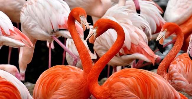 pasri flamingo