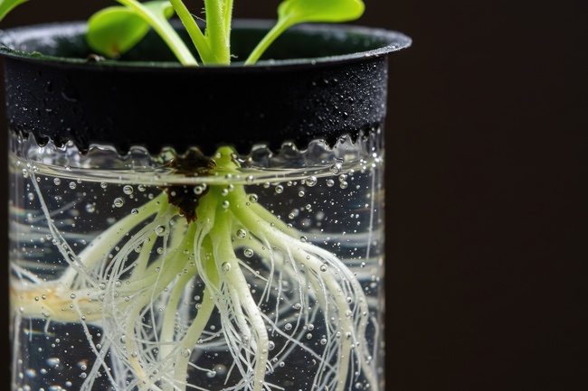 planta in recipient de sticla cu radacini in apa